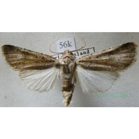 Agrotis segetum (Denis & Schiffermüller, 1775) female Rolnica zbożówka Greece56k